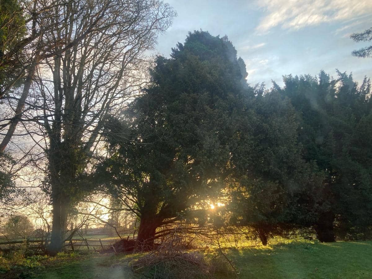 Low winter sun filtering through mature trees in the hotel grounds at dusk