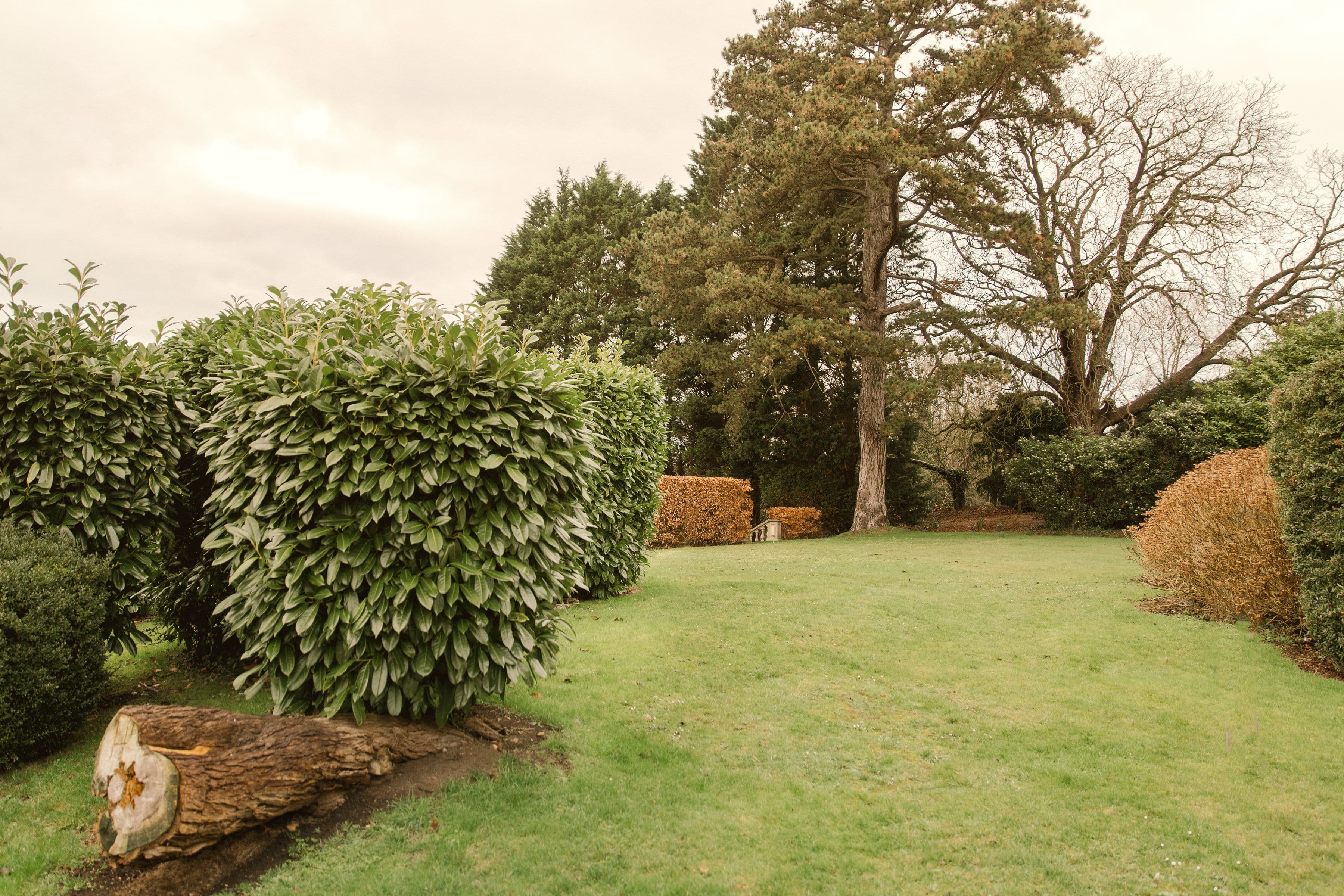 Mature garden at The Hill with laurel shrubs, a large pine tree and lawn.